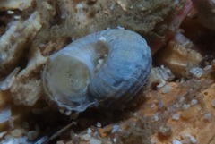 Gibbula zonata