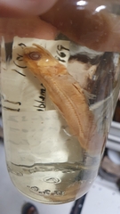 Problematic Lanternfish photo 1