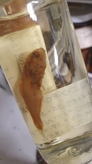Problematic Lanternfish photo 2
