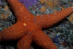 Fromia schultzei