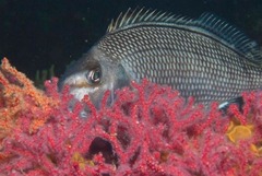 Chirodactylus grandis