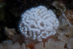 Antiopella capensis