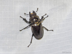 Lucanus