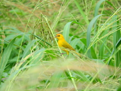 Sicalis columbiana