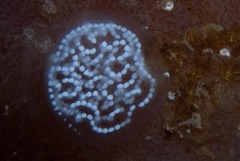 Antiopella longidentata