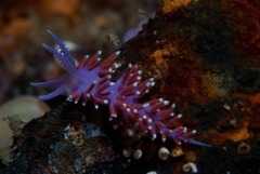 Paraflabellina funeka