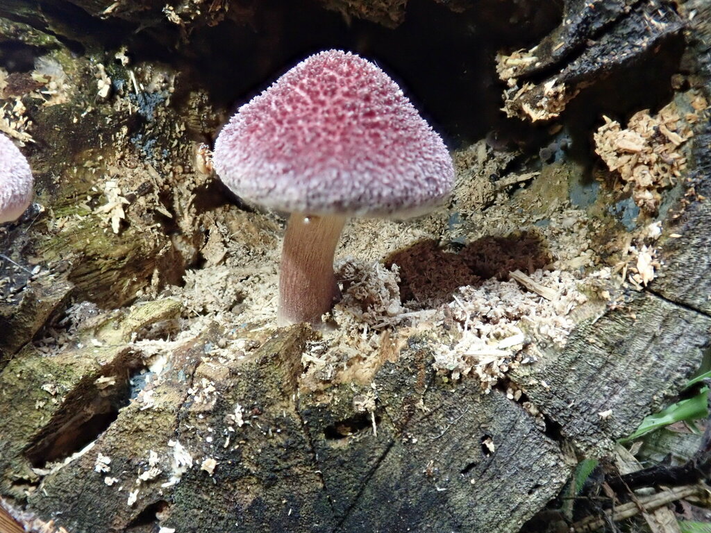 Gymnopilus luteofolius · July 2024 · photo: © atsushi_nakajima_cirque (iNaturalist, cc-by)