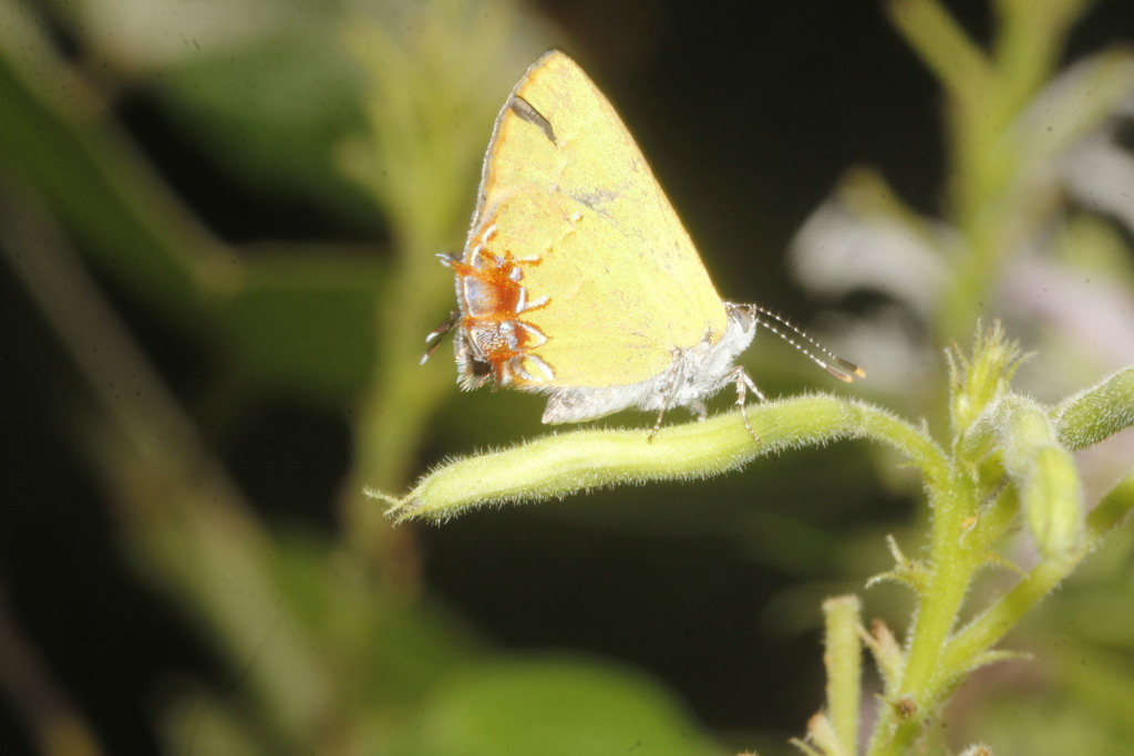 Telea Hairstreak