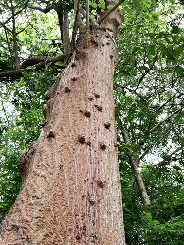 Erythrina berteroana