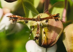 Geina tenuidactylus