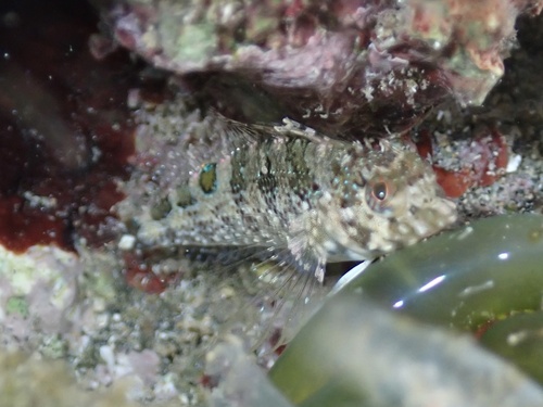 Imitator blenny (Malacoctenus erdmani) — Labrisomidae