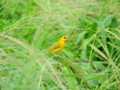 Sicalis columbiana