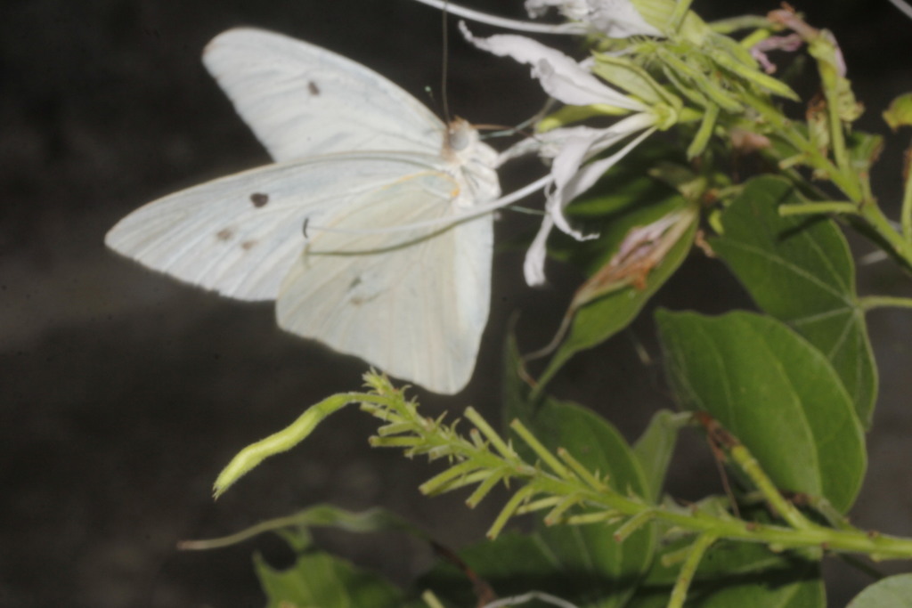 Giant White