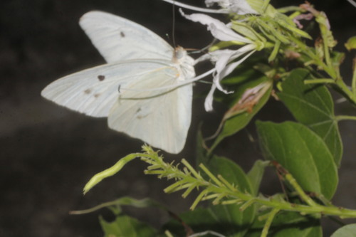 Giant White