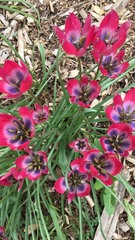 Tulipa humilis