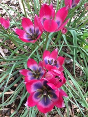 Tulipa humilis