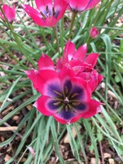Tulipa humilis