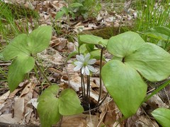 Hepatica acutiloba