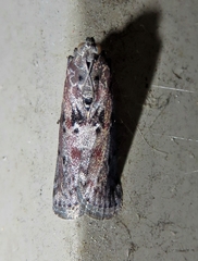 Sciota virgatella