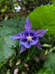 Aquilegia coerulea