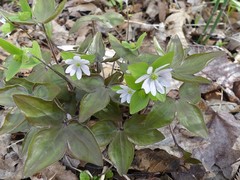 Hepatica acutiloba
