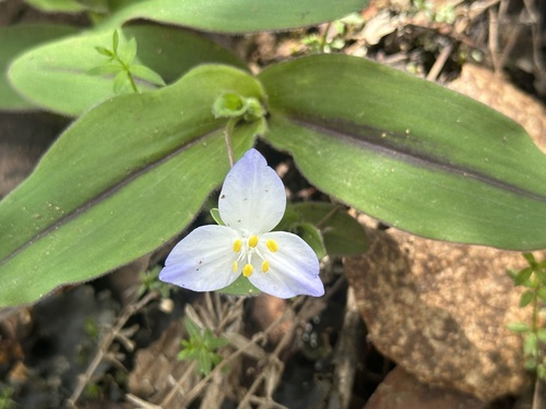 Matudanthus nanus (Matudanthus nanus)