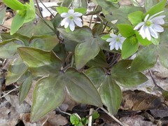 Hepatica acutiloba