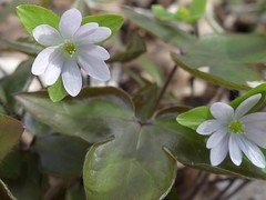 Hepatica acutiloba