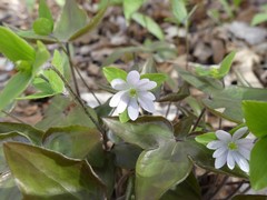 Hepatica acutiloba