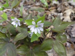 Hepatica acutiloba