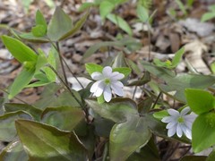 Hepatica acutiloba