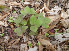 Hepatica acutiloba