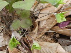 Hepatica acutiloba