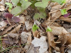 Hepatica acutiloba