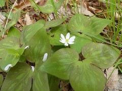 Hepatica acutiloba