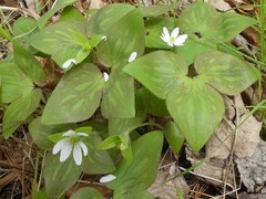 Hepatica acutiloba