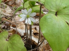 Hepatica acutiloba