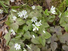 Hepatica acutiloba