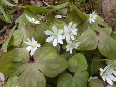 Hepatica acutiloba