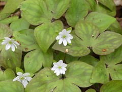 Hepatica acutiloba