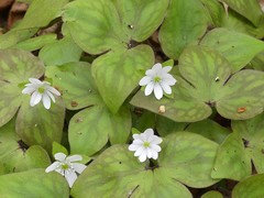 Hepatica acutiloba
