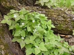 Hepatica acutiloba