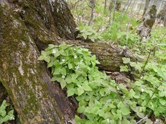 Hepatica acutiloba