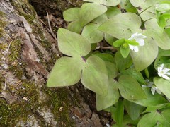 Hepatica acutiloba