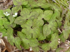 Hepatica acutiloba