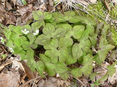 Hepatica acutiloba