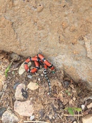 Micrurus dumerilii carinicauda