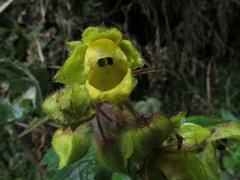 Calceolaria perfoliata