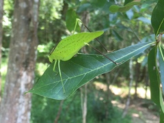Amblycorypha oblongifolia