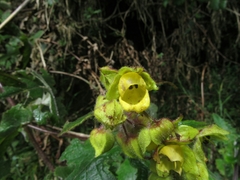 Calceolaria perfoliata